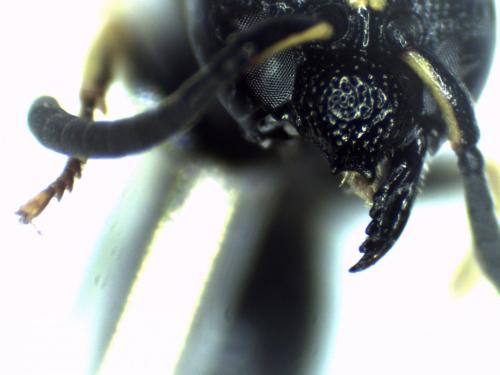 Réf. 271 065 : Stenodynerus chevrieranus